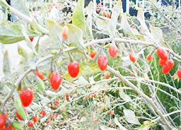 Baies de Goji fraîches